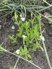 Justicia anagalloides