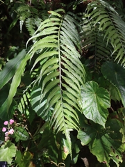 Asplenium wrightii