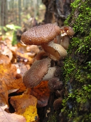 Armillaria gallica
