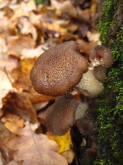 Armillaria gallica