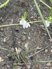 Justicia anagalloides