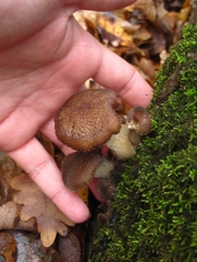 Armillaria gallica