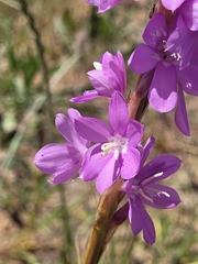 Watsonia marginata