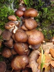 Armillaria gallica