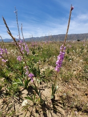 Watsonia marginata