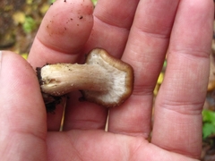 Armillaria gallica