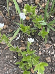 Justicia anagalloides