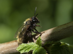 Andrena fulva