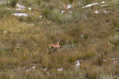 Raphicerus melanotis