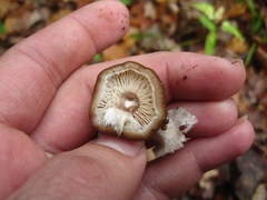 Armillaria gallica