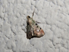 Epipaschia superatalis