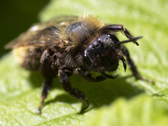 Andrena fulva