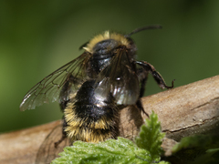 Andrena fulva