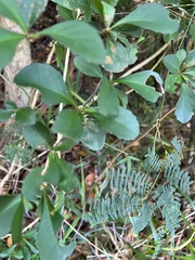 Cleidion verticillatum