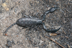 Opisthacanthus capensis