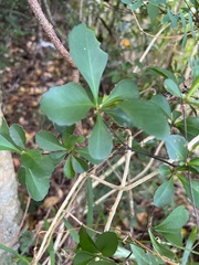 Cleidion verticillatum
