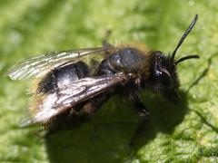 Andrena fulva