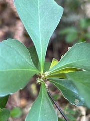 Cleidion verticillatum