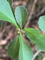 Cleidion verticillatum