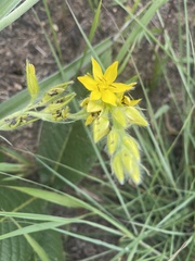 Hypoxis obtusa