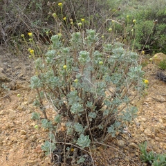 Euryops dregeanus