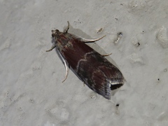 Euzophera ostricolorella