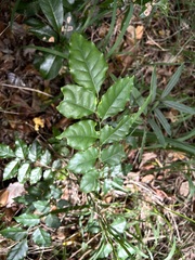 Micromelum minutum