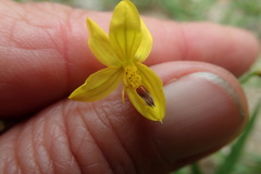 Cyanella lutea