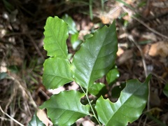 Micromelum minutum