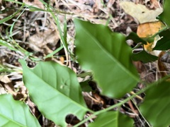 Micromelum minutum