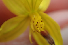 Cyanella lutea