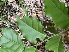 Micromelum minutum
