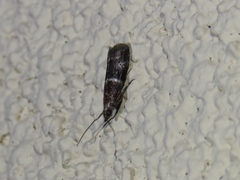 Moodna ostrinella