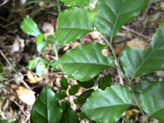 Micromelum minutum