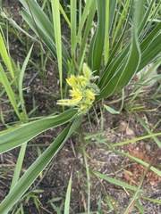 Hypoxis obtusa
