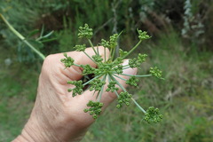 Notobubon laevigatum