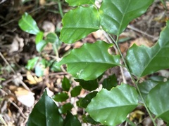 Micromelum minutum