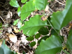 Micromelum minutum