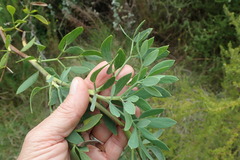 Notobubon laevigatum