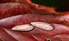 Amphigonalia