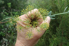 Notobubon laevigatum