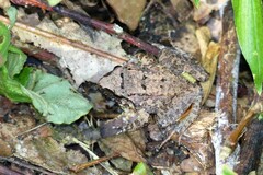 Limnonectes limborgi