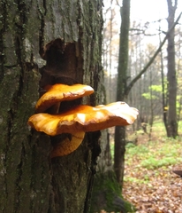Pholiota aurivella