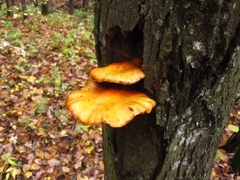 Pholiota aurivella