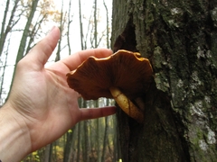 Pholiota aurivella
