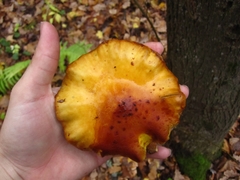 Pholiota aurivella