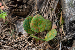 Pucciniastrum pyrolae