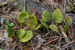 Pucciniastrum pyrolae