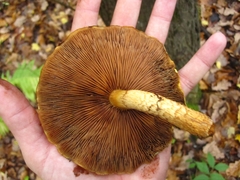 Pholiota aurivella