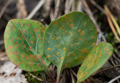 Pucciniastrum pyrolae